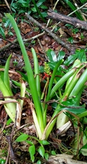 Aechmea mertensii