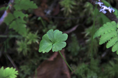 Ranunculus lapponicus