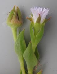 Delosperma ashtonii