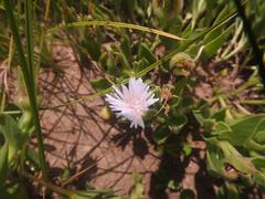 Delosperma ashtonii