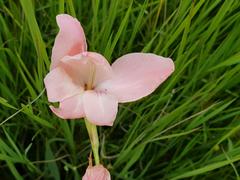 Gladiolus exiguus