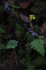 Ranunculus lapponicus