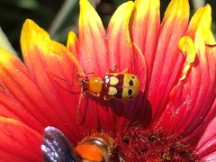 Paranapiacaba connexa