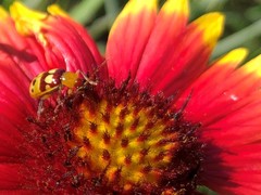 Paranapiacaba connexa