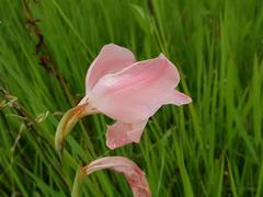 Gladiolus exiguus