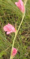 Gladiolus exiguus