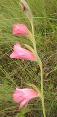 Gladiolus exiguus