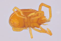 Labidostommatidae