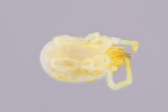 Labidostommatidae