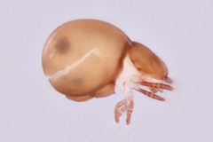 Phthiracaridae