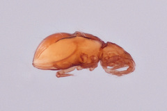 Hypochthonius