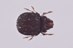 Carabodes