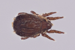 Crotoniidae