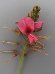 Indigofera hedyantha