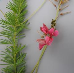 Indigofera hedyantha