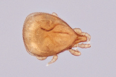 Trachytidae
