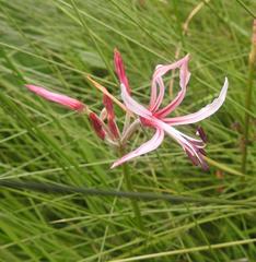 Nerine angustifolia
