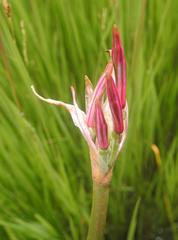 Nerine angustifolia