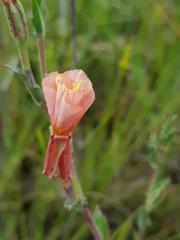 Oenothera parodiana