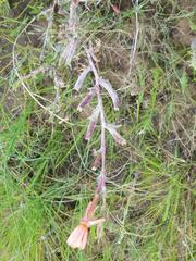 Oenothera parodiana