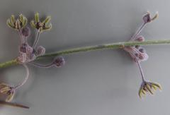 Aspidoglossum glabrescens