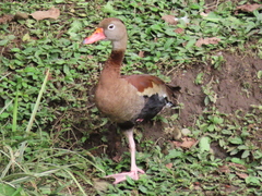 Dendrocygna autumnalis
