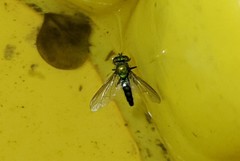 Condylostylus longicornis