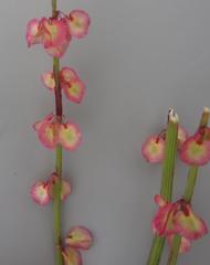 Rumex woodii