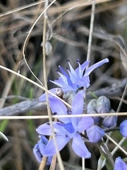 Scilla monophyllos