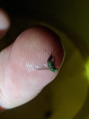 Condylostylus longicornis