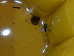 Condylostylus longicornis