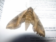 Image of Eumorpha megaeacus