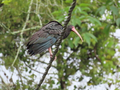 Phimosus infuscatus