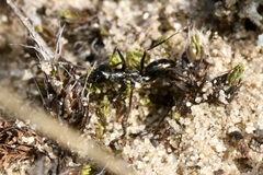 Cataglyphis aenescens