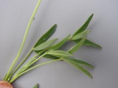 Trifolium africanum africanum
