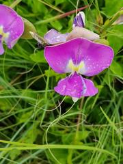 Vigna vexillata davyi