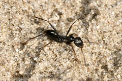 Cataglyphis aenescens