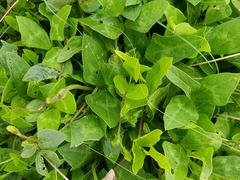 Vigna vexillata davyi