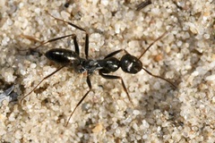 Cataglyphis aenescens