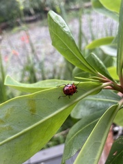 Brontocoris nigrolimbatus