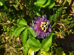 Passiflora cincinnata