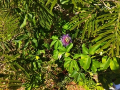 Passiflora cincinnata