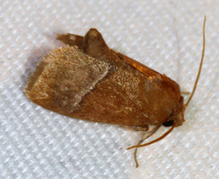 Apoda latomia