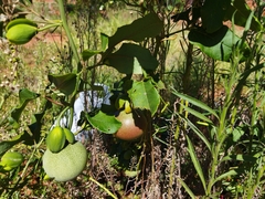 Passiflora cincinnata