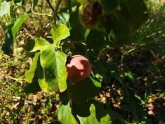 Passiflora cincinnata