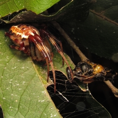 Araneus venatrix