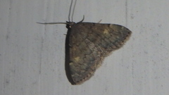 Idia diminuendis