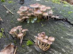 Mycena tintinnabulum