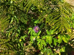 Passiflora cincinnata