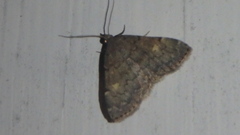 Idia diminuendis